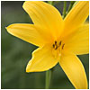 Marco Preti Photography - Flowers